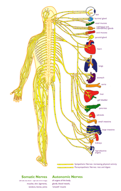 chiropractic nervous system